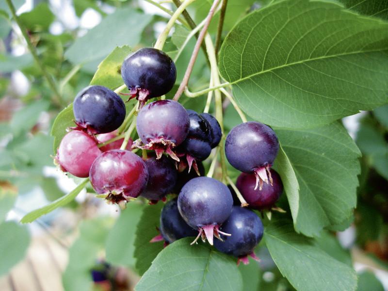 Amelanchier canadensis 'Prince William'