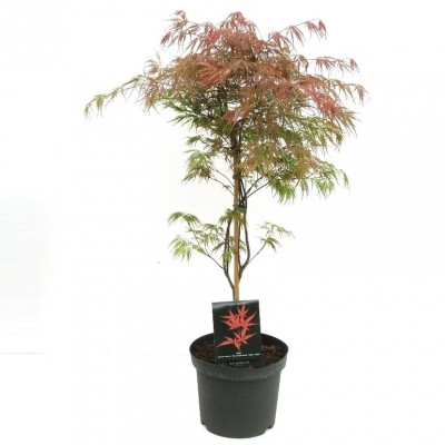 Acer palmatum 'Dissectum Garnet'