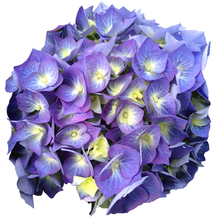 Hydrangea macrophylla 'Bela Bleu'