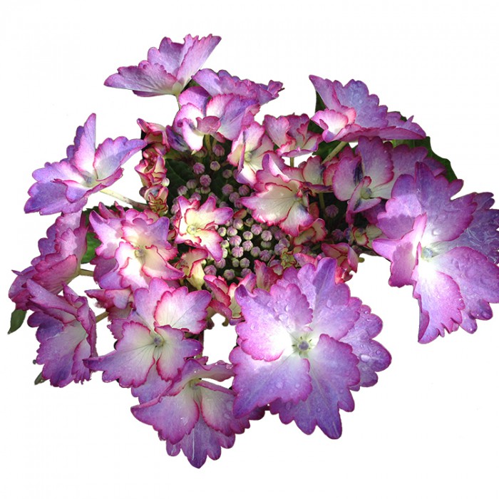 Hydrangea macrophylla 'French Cancan Bleu'