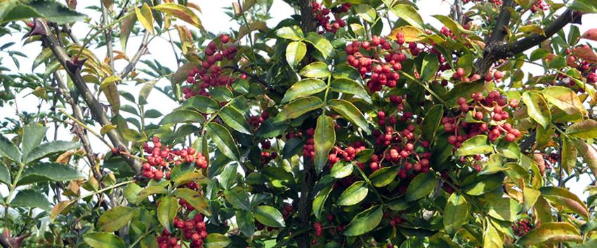 Poivre du Sichuan Liu