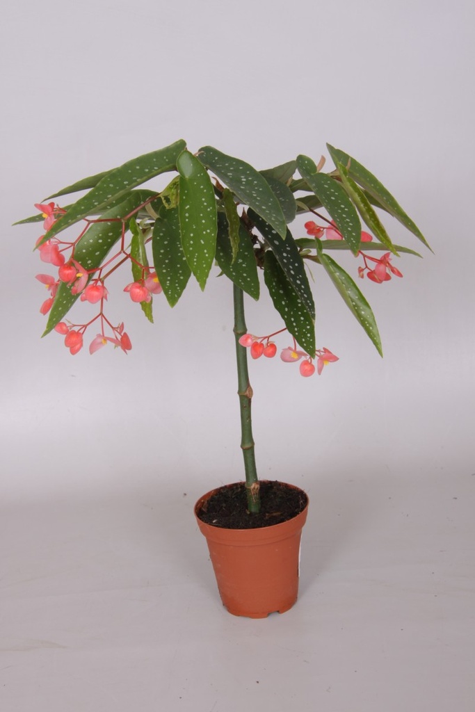 Begonia tamaya ®