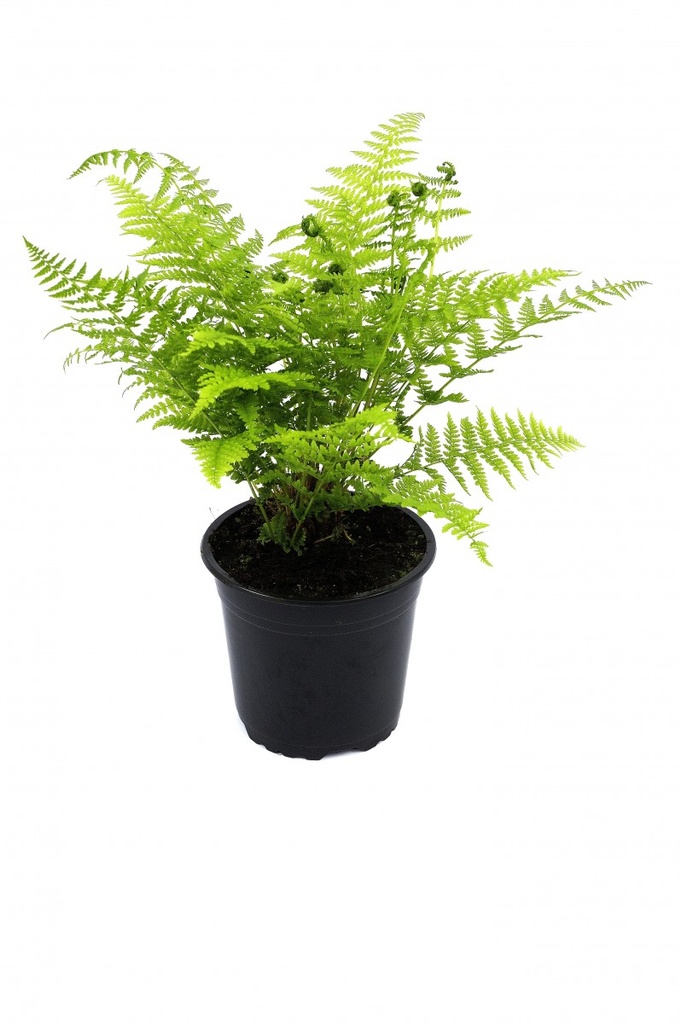 Athyrium filix-femina