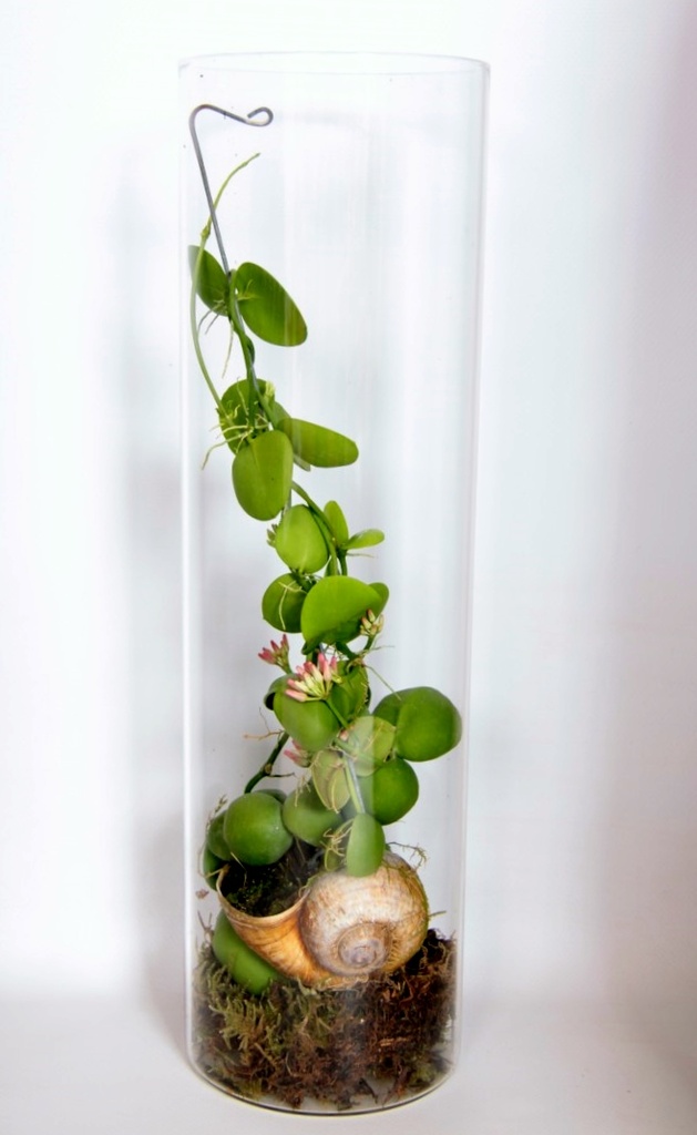 Dischidia 'Snaily'