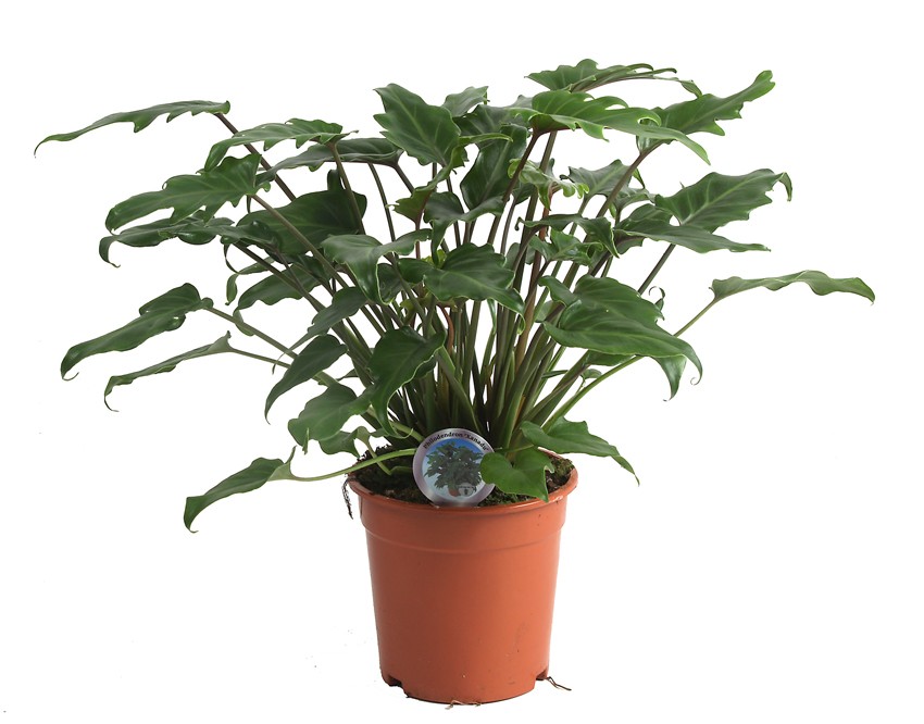 Philodendron 'Xanadu'