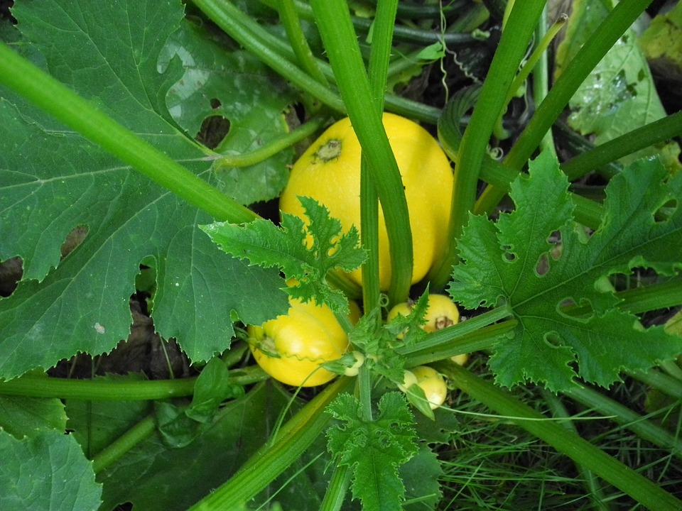 Courgette 'One Ball'