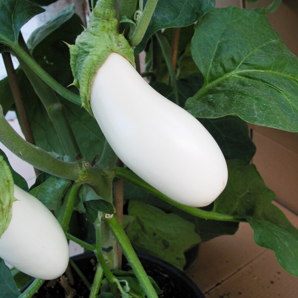 Aubergine greffée 'Blanche'