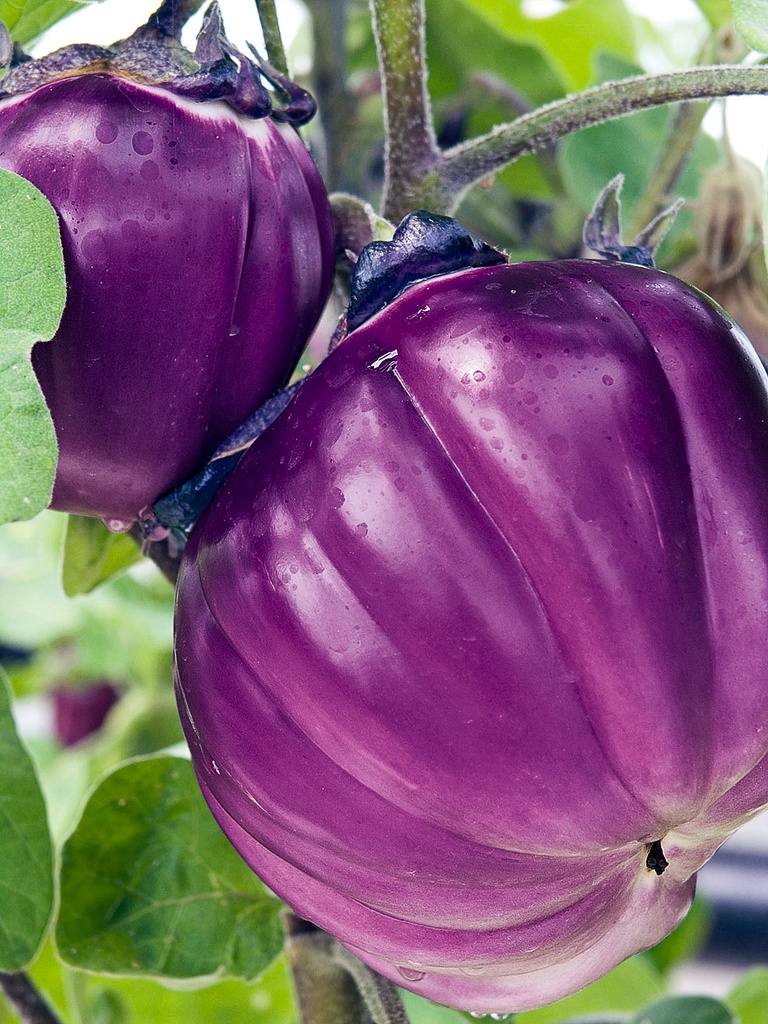 Aubergine Rose de Florence greffée