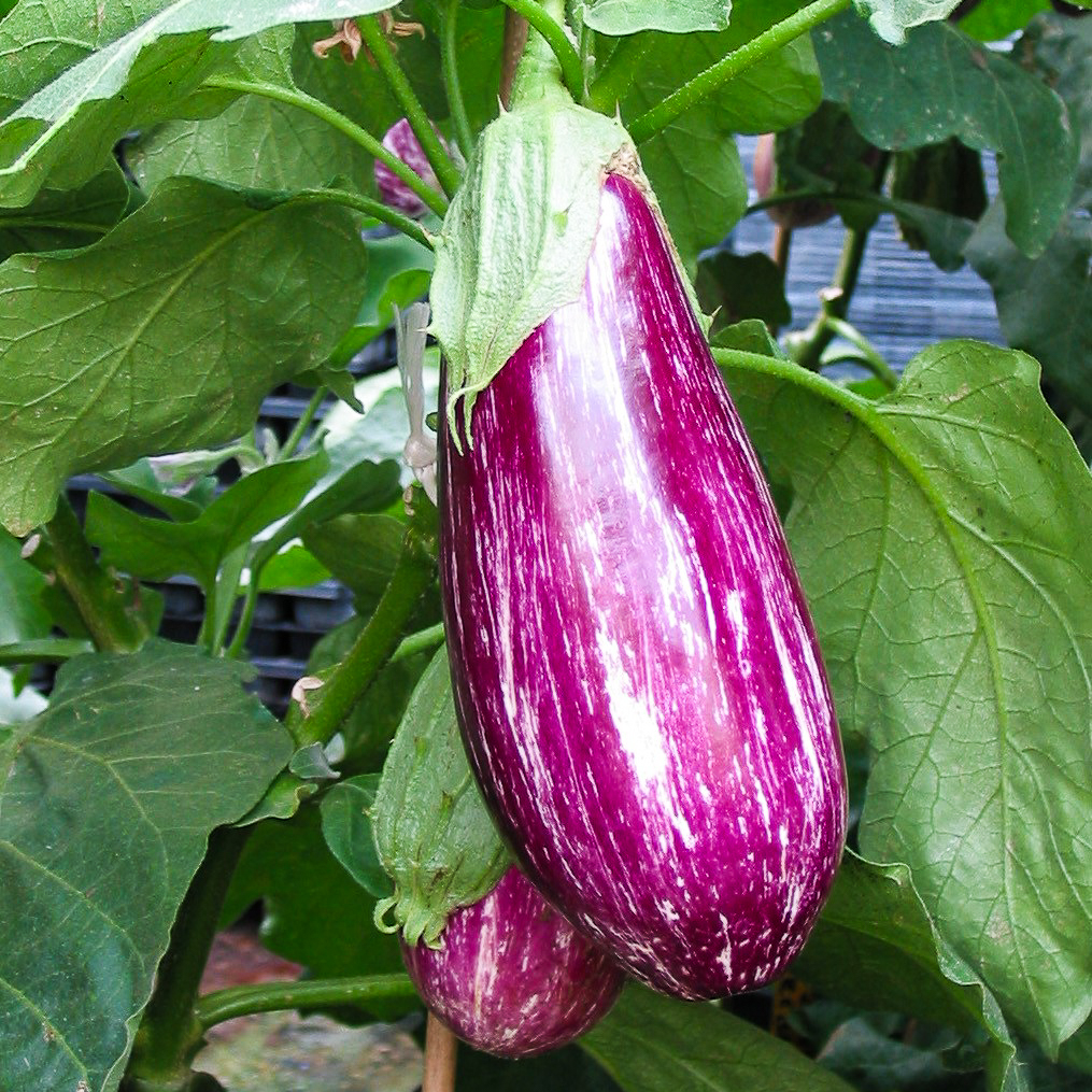 Aubergine greffée 'Striée'