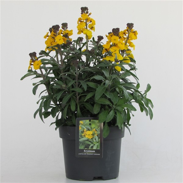 Erysimum 'Fragrant Sunshine'
