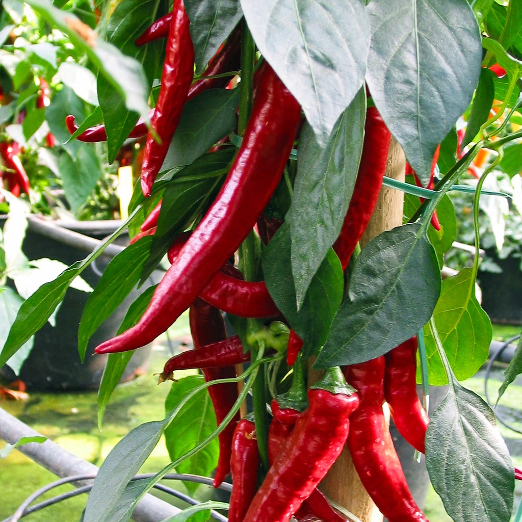 Piment greffé 'Cayenne'