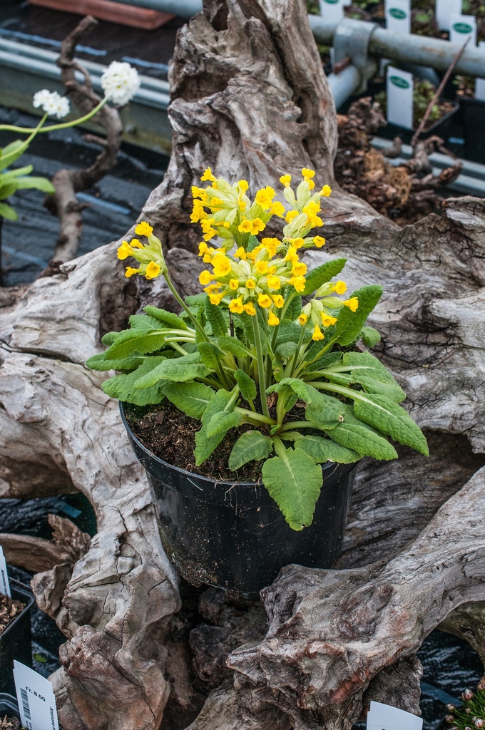 Primula veris 'Cabrillo'