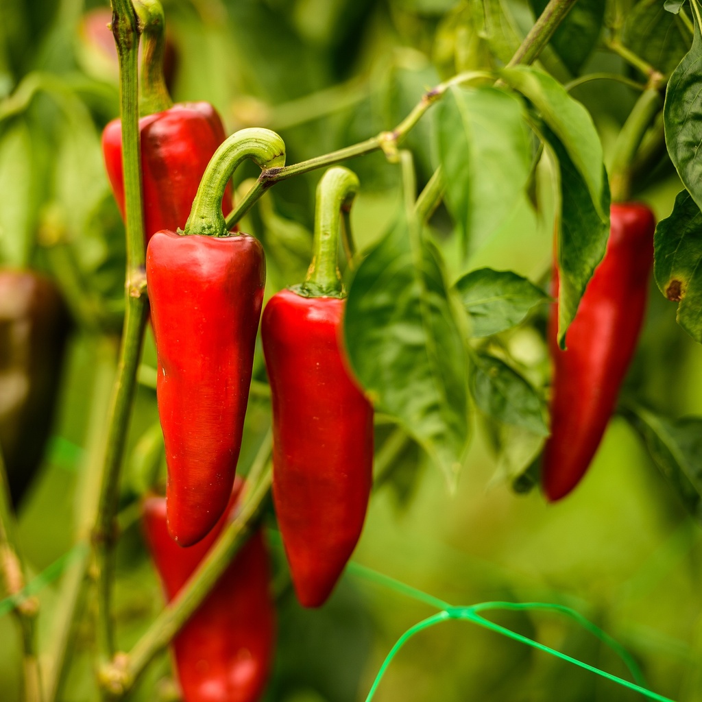 Piment greffé 'Espelette'