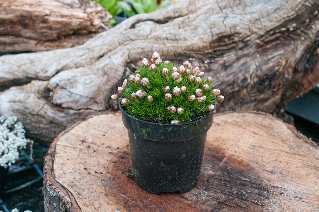 Armeria brookside