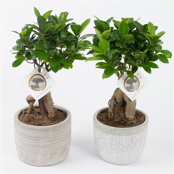 Ficus microcarpa 'Ginseng'
