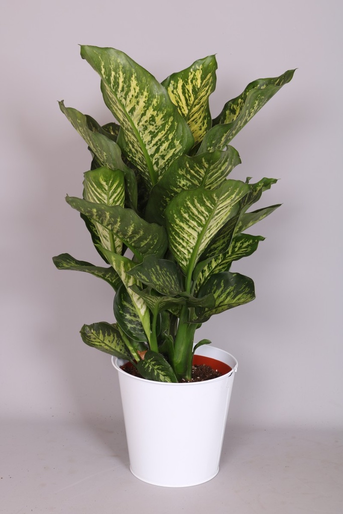 Dieffenbachia