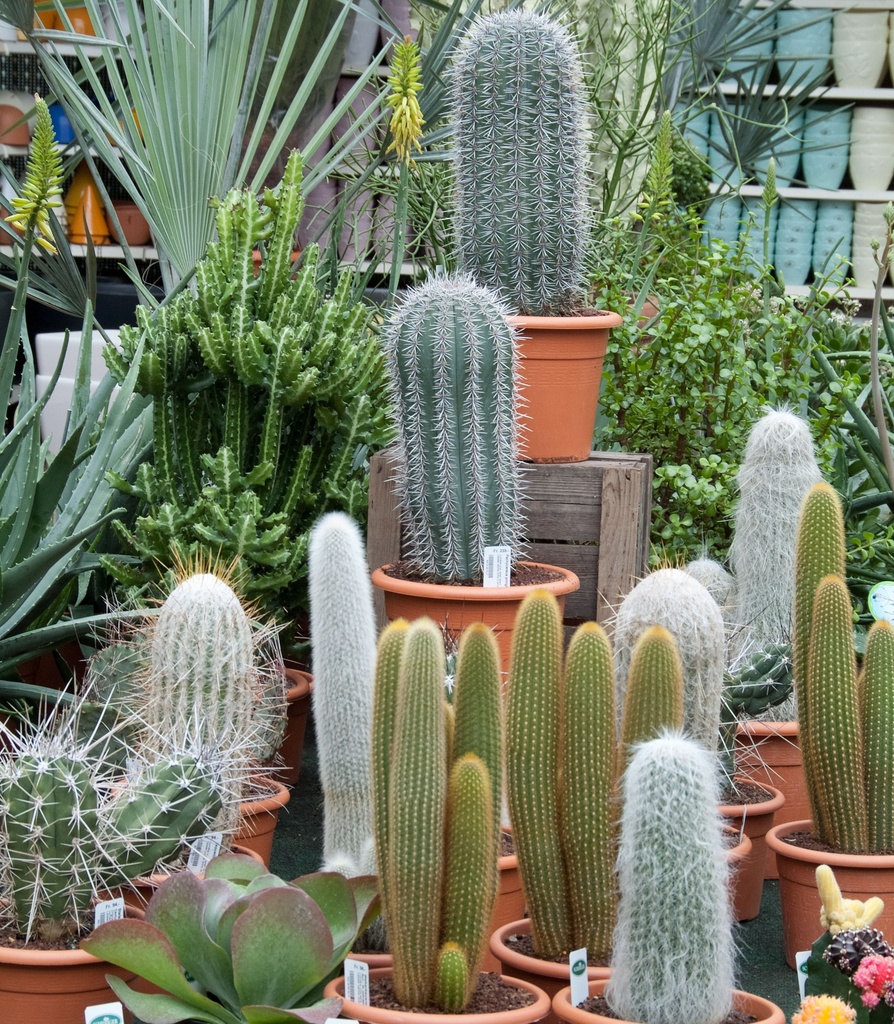 Cactus