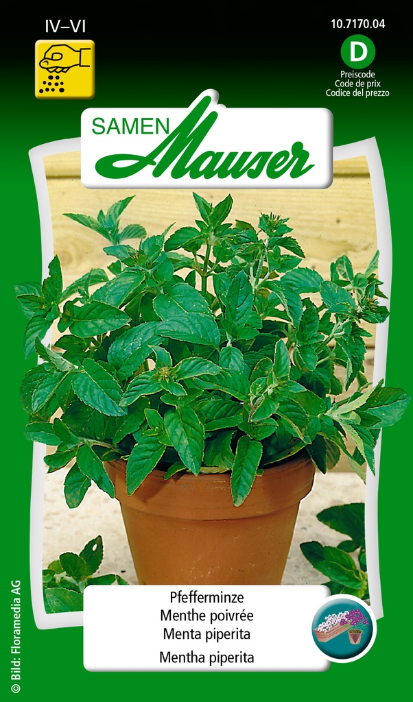 Menthe poivrée