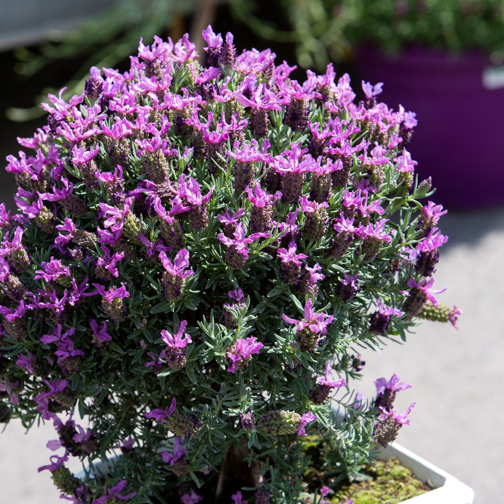 Lavandula stoechas