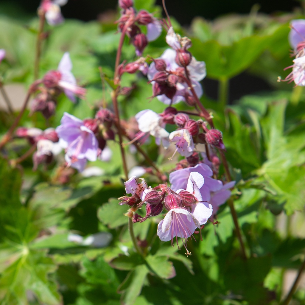 Geranium macrorrhizum