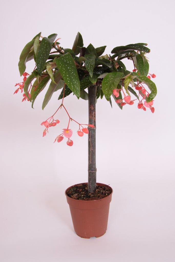 Begonia tamaya