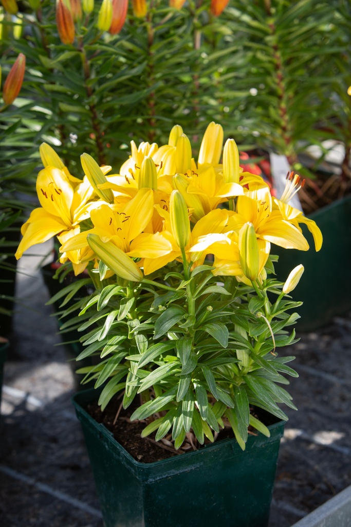 Lilium