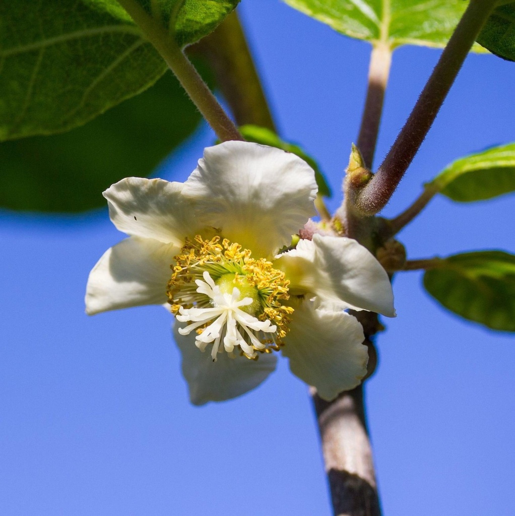 Actinidia chinensis 'Tomuri'