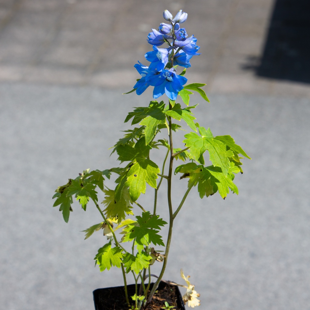 Delphinium
