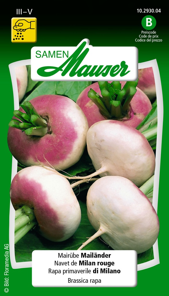 Navet de printemps de Milan