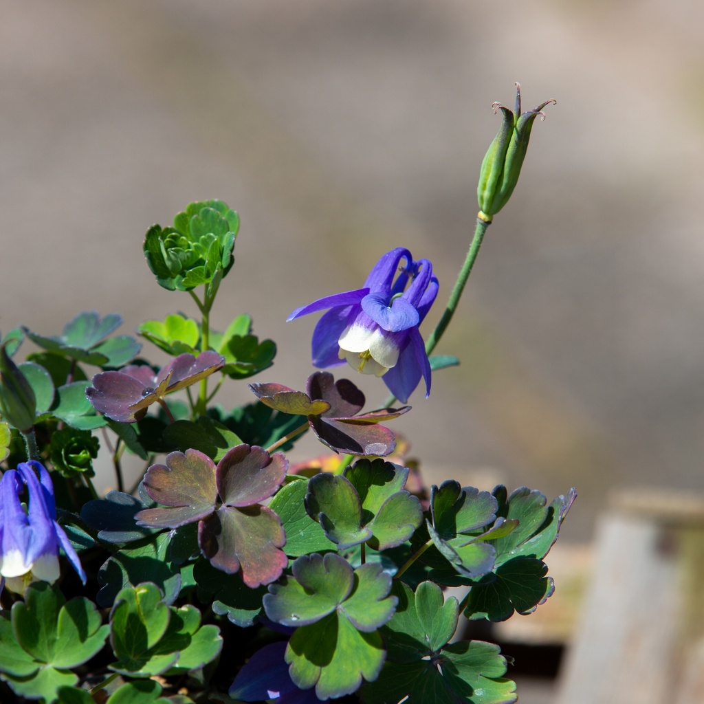 Aquilegia flabellata 'Ministar'
