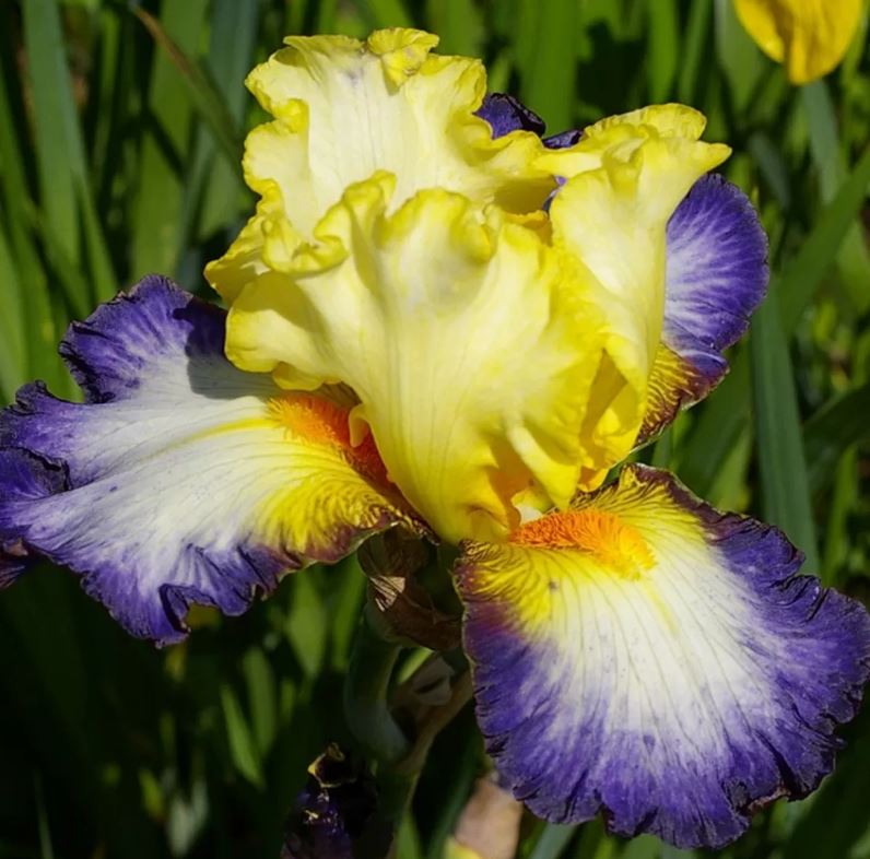 Iris germanica 'Bientôt l'Eté'
