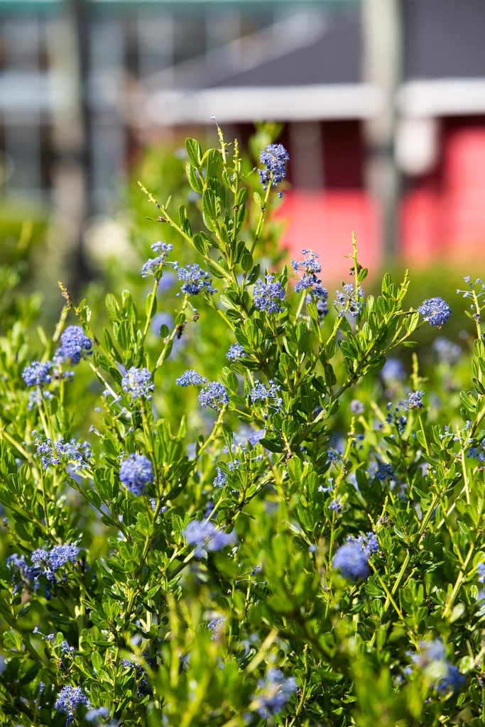 Ceanothus impressus 'Victoria'
