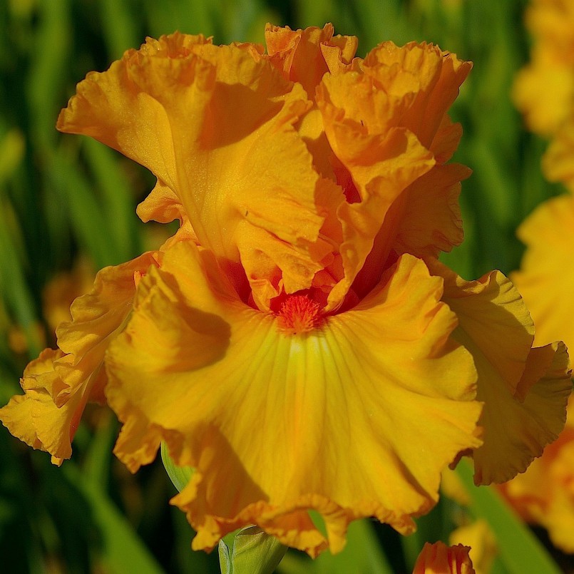 Iris germanica 'Amplified'