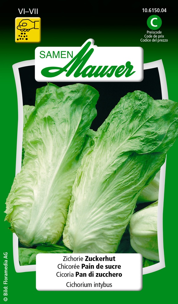 Chicorée Pain de sucre