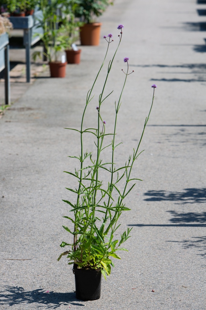 Verbena bonariensis