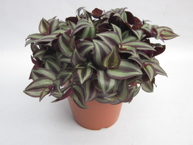 Tradescanthia zebrina