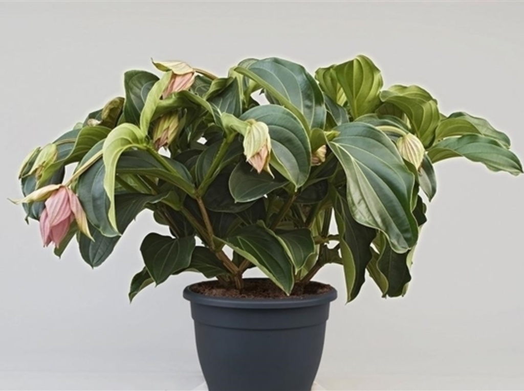 Medinilla magnifica