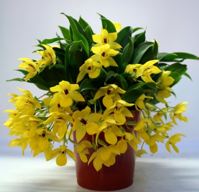 Promenaea 'Sunlight'