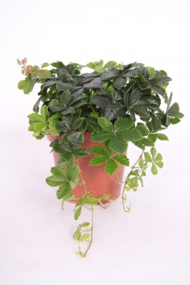 Parthenocissus striata