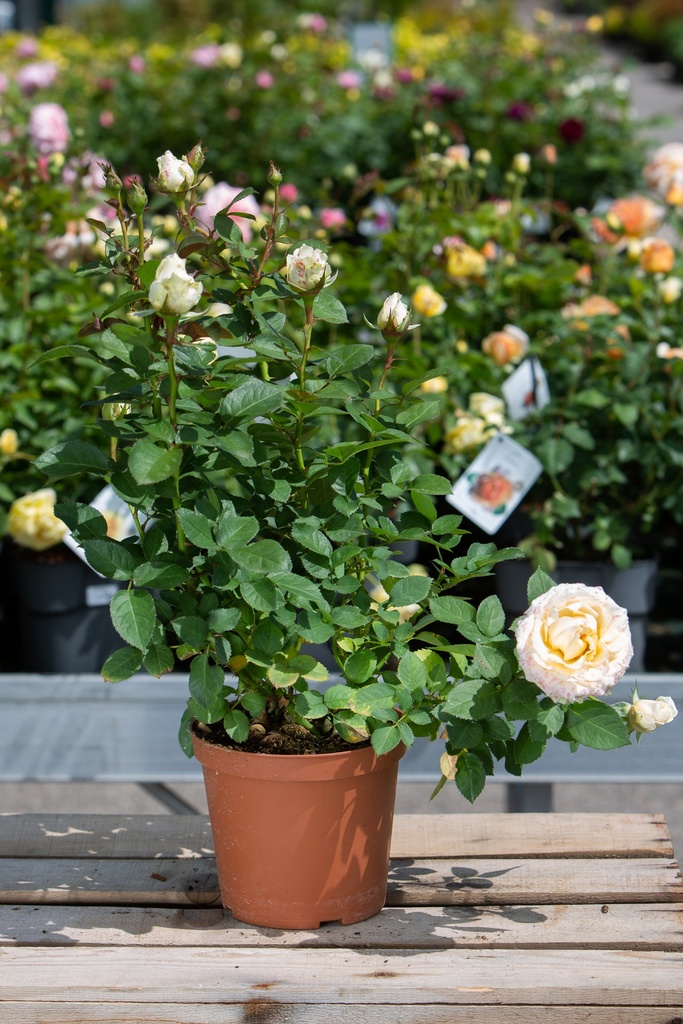 Rosier 'Casino'