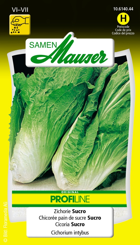 Chicorée pain de sucre Sucro