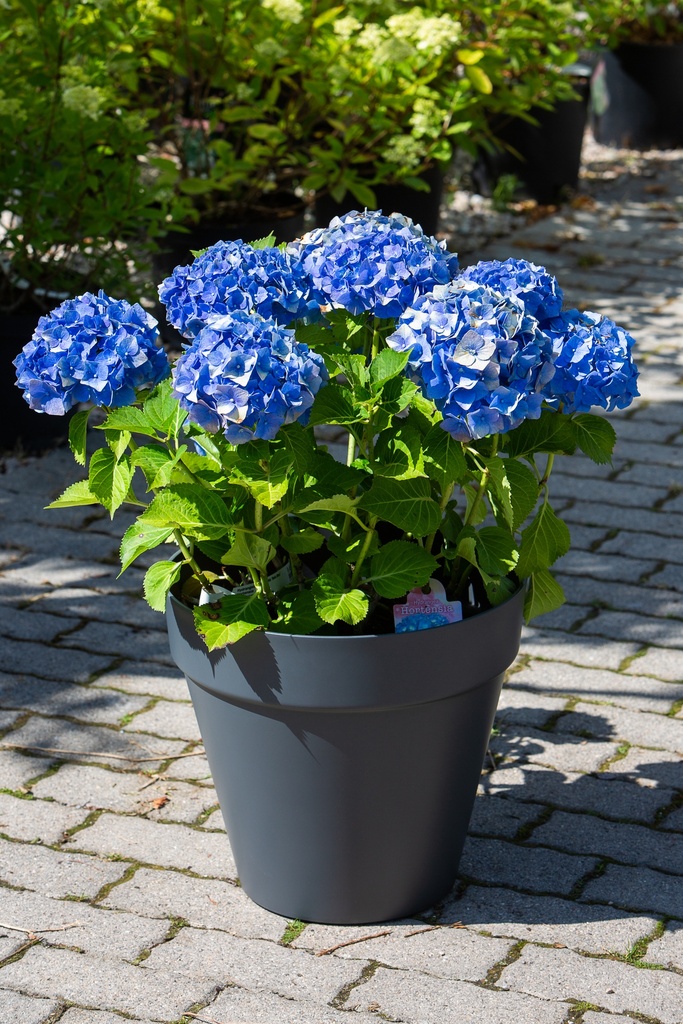 Hydrangea macrophylla 'Bela Bleu'