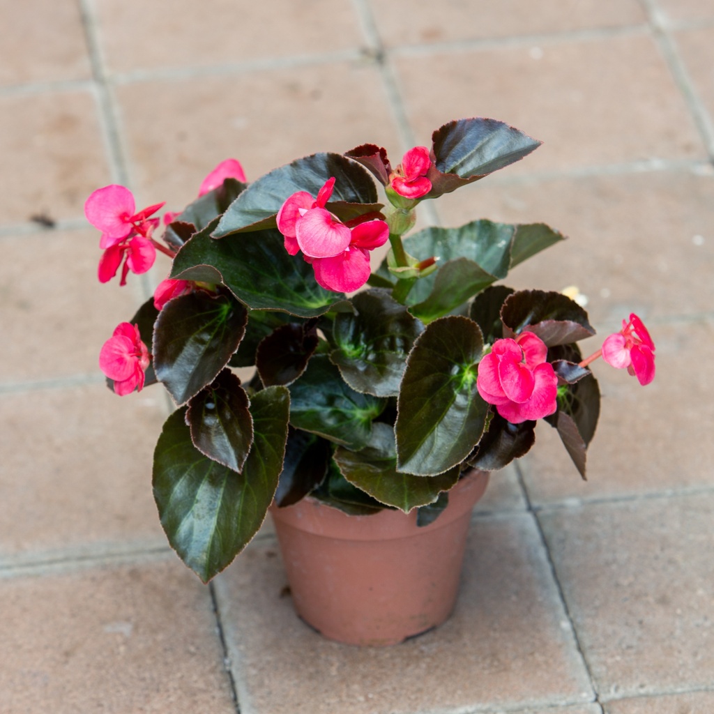 Begonia benariensis 'Big'