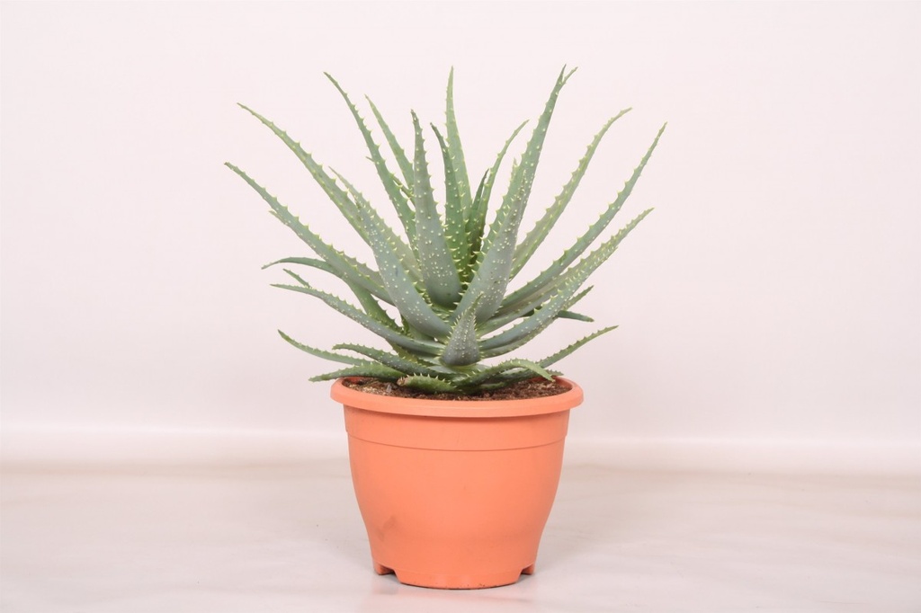 Aloe arborescens