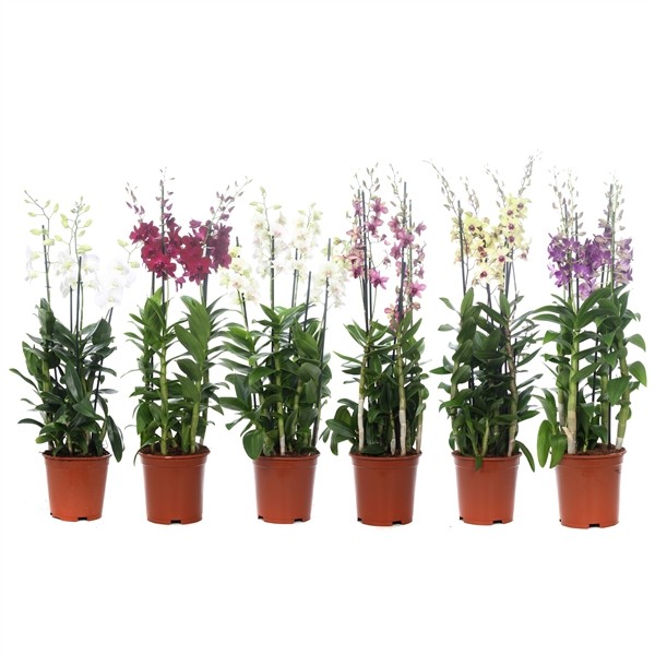 Dendrobium