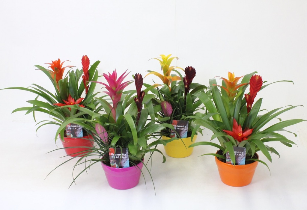 Bromelia avec céramique