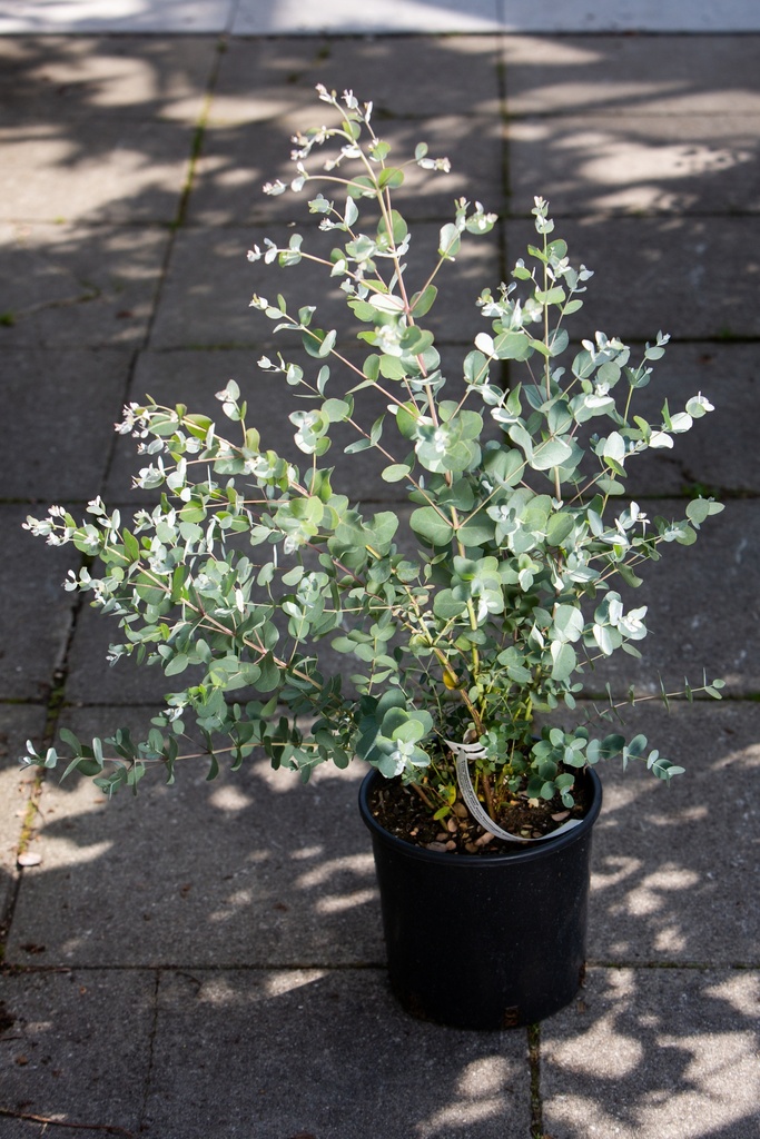 Eucalyptus gunnii