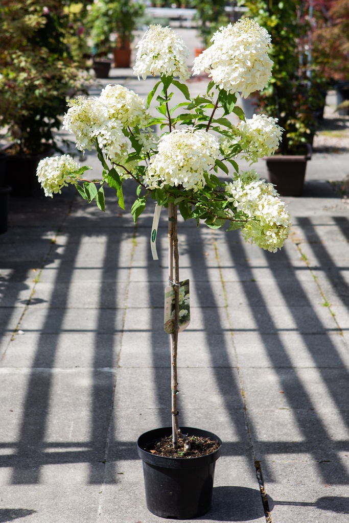 Hydrangea paniculata