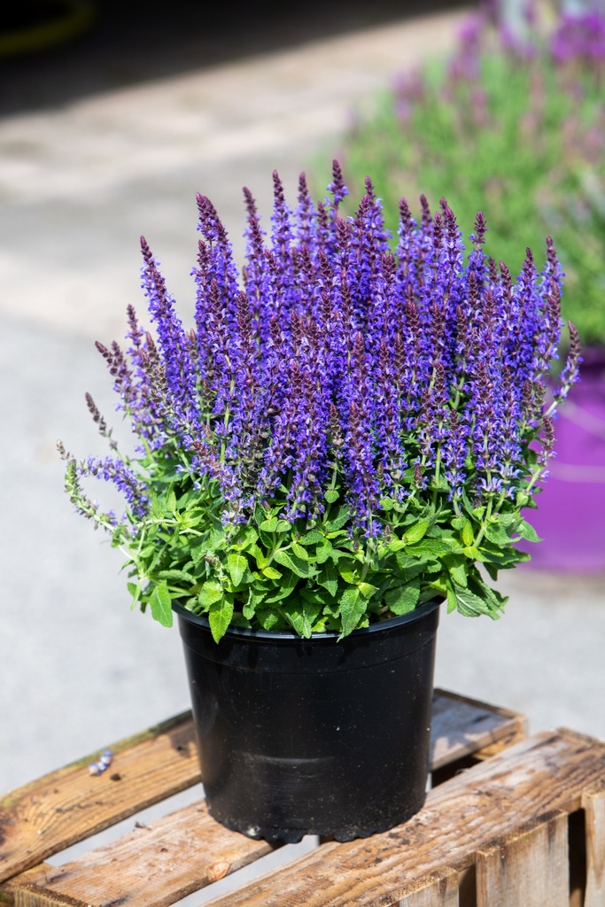 Salvia nemorosa 'Sensation'
