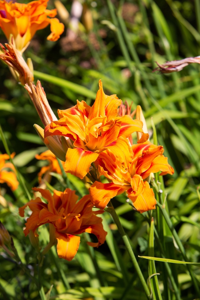 Hemerocallis fulva 'Flore Pleno'